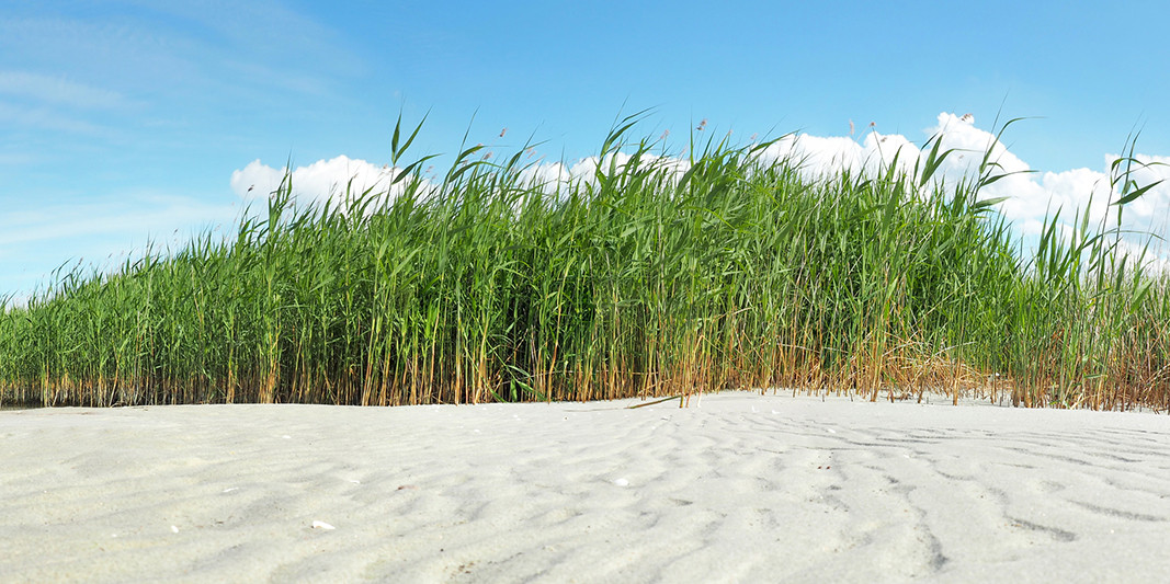 Strandansicht mit Schilf Strandansicht mit Schilf
