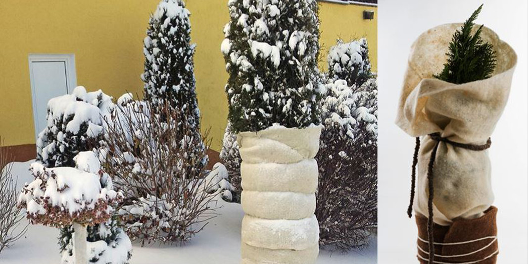 Kübelpflanzen mit Winterschutz Kübelpflanzen mit Winterschutz